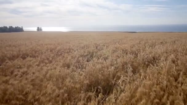 Aerial: Yellow field of wheat, blue sea. Summer morning. — Stock Video
