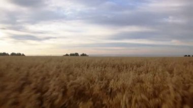 Hava: Buğday, mavi deniz sarı alan. Yaz sabahı.