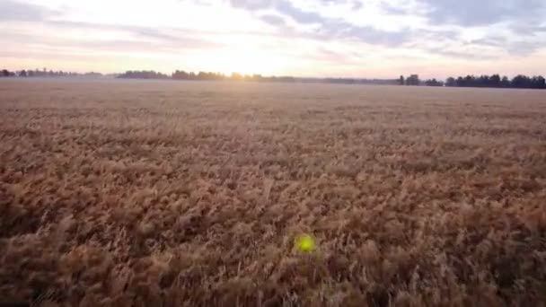 航空写真: 太陽に向かって麦畑から立ち上がり — ストック動画