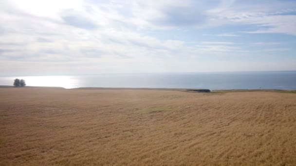 Aérien : Champ jaune de blé, mer bleue. Matin d'été .