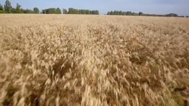 Aérien : Champ jaune de blé, mer bleue. Matin d'été . — Video