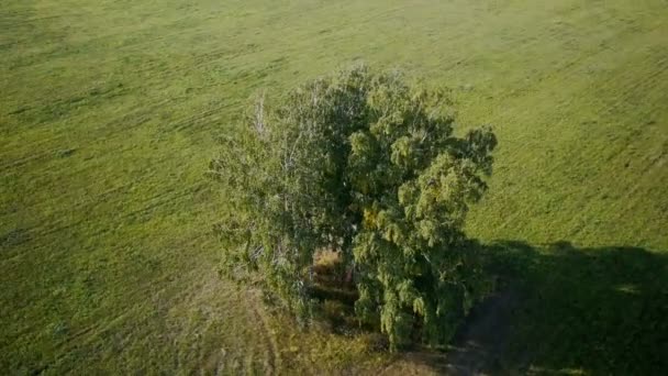 Luchtfoto: vlucht over prachtige groene boom op Zomerzacht field — Stockvideo