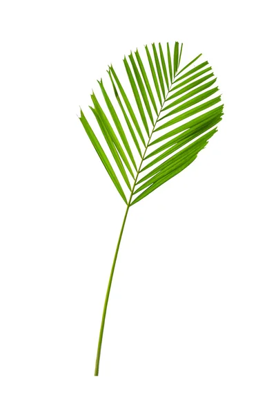 Blad av palmer isolerad på vit bakgrund — Stockfoto