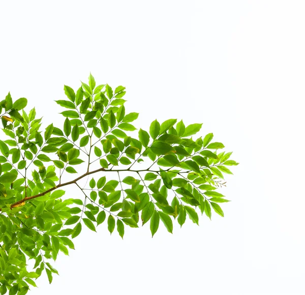 Feuilles vertes isolées sur fond blanc — Photo