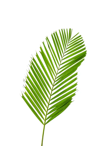 Blätter der Palme isoliert auf weißem Hintergrund — Stockfoto