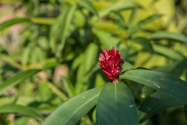 Güzel çiçek Tayland portresi