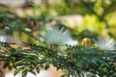 Güzel çiçek Tayland portresi