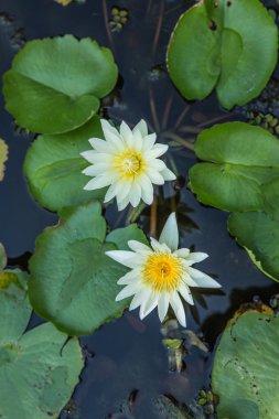 Güzel bir Lotus çiçeği portresi. 