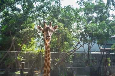 Büyük zürafa zoopark içinde yürüyüş 