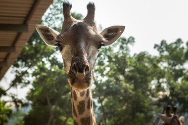 Büyük zürafa zoopark içinde yürüyüş 