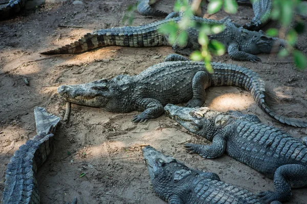 Porträtt av en krokodil Thailand Asien — Stockfoto