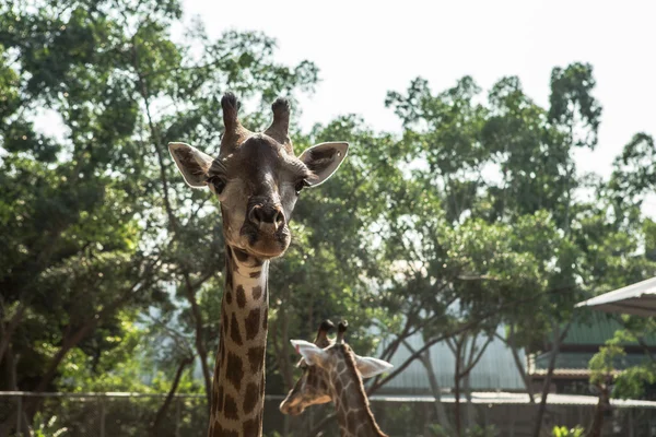 Büyük zürafa zoopark içinde yürüyüş — Stok fotoğraf