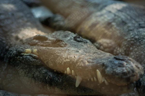 Retrato de um crocodilo Tailândia Ásia — Fotografia de Stock