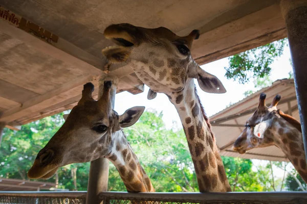 Huge giraffe walking in zoopark — Stock Photo, Image