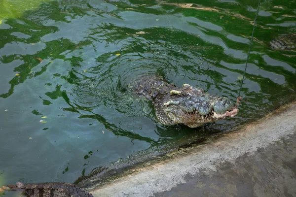 Retrato de um crocodilo Tailândia Ásia — Fotografia de Stock