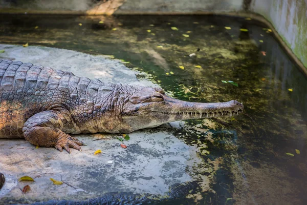 Retrato de um crocodilo Tailândia Ásia — Fotografia de Stock