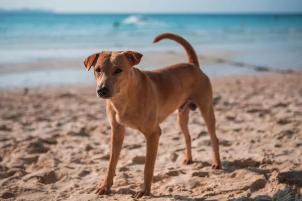 Chien sur plage sable eau de mer — Photo