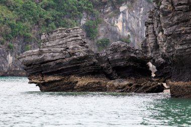 vietnam'ın güzel doğası 