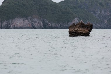 vietnam'ın güzel doğası 