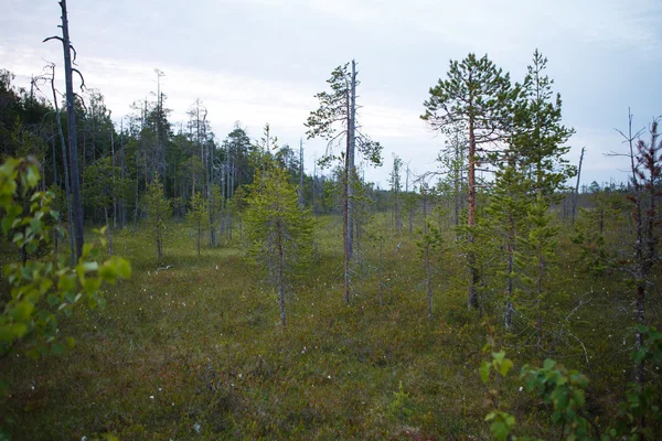 Russia landscape nature — Stock Photo, Image