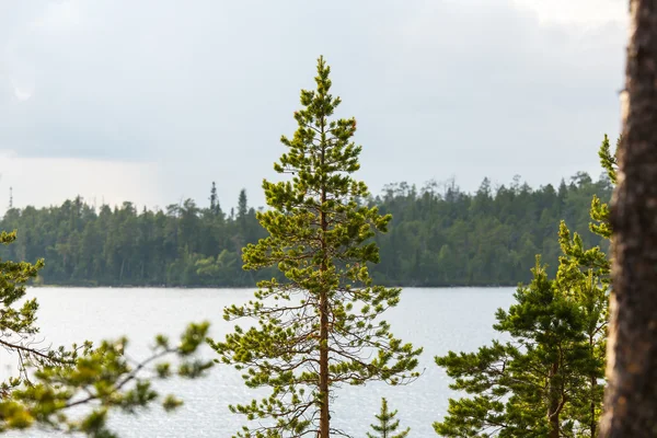 Russia paesaggio natura — Foto Stock