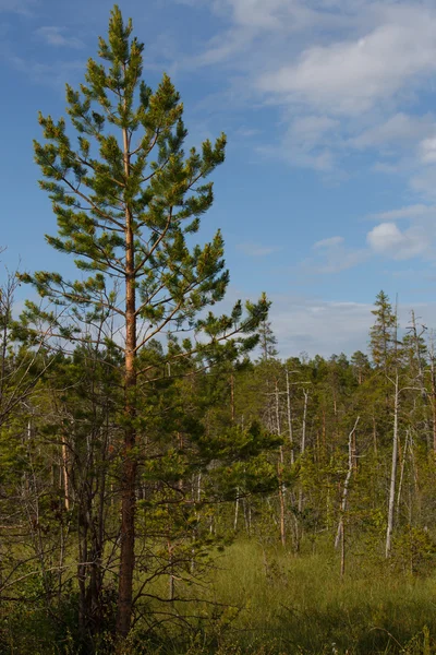 Bewachsene Sumpflandschaft — Stockfoto