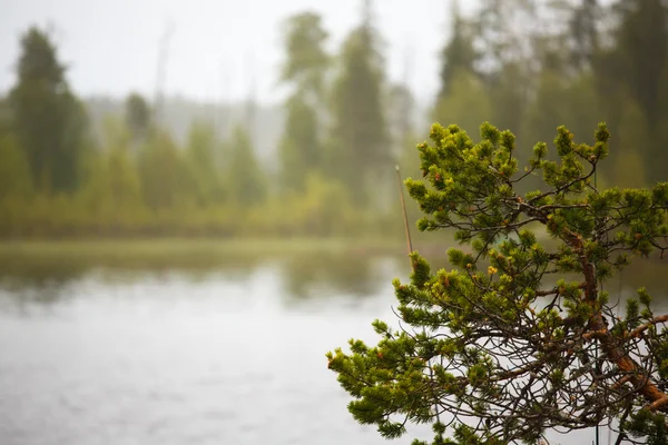 Russia paesaggio natura — Foto Stock