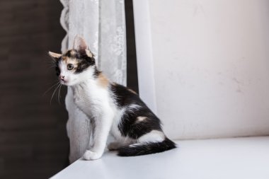 Bir güzel yavru kedi portresi 