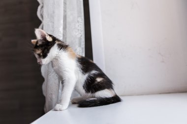 Bir güzel yavru kedi portresi 