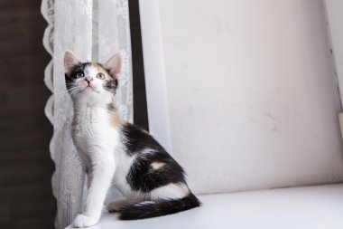 Bir güzel yavru kedi portresi 