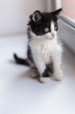Bir güzel yavru kedi portresi