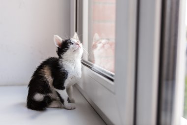 Bir güzel yavru kedi portresi 