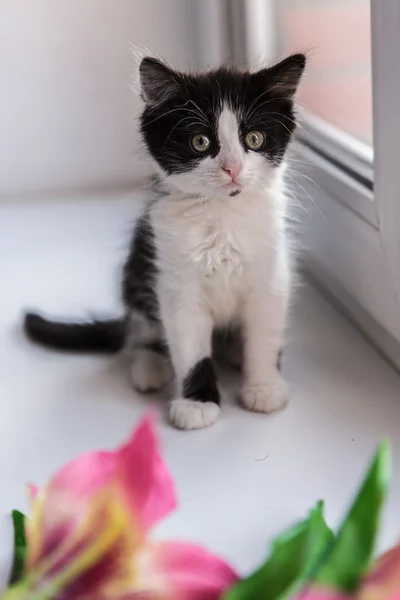 Portrait d'un beau chat chaton — Photo