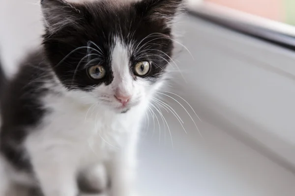 Портрет красивого котячого кота — стокове фото