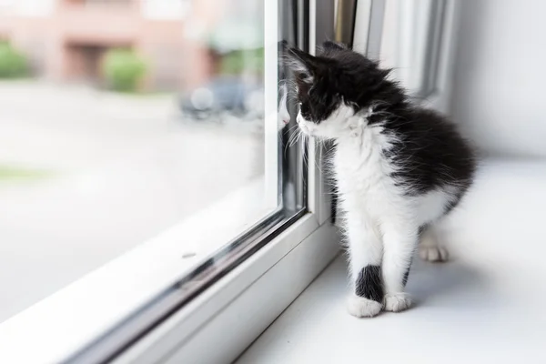 Retrato de um gato bonito gatinho — Fotografia de Stock