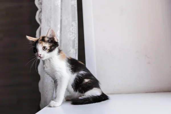 Retrato de um gato bonito gatinho — Fotografia de Stock