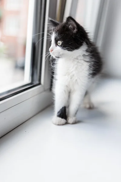 Retrato de um gato bonito gatinho — Fotografia de Stock