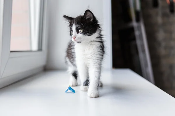 Portrait d'un beau chat chaton — Photo