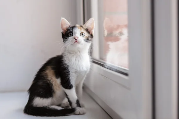 Portret van een mooie kitty kat — Stockfoto