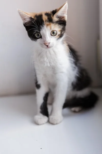 Bir güzel yavru kedi portresi — Stok fotoğraf