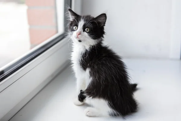 Bir güzel yavru kedi portresi — Stok fotoğraf