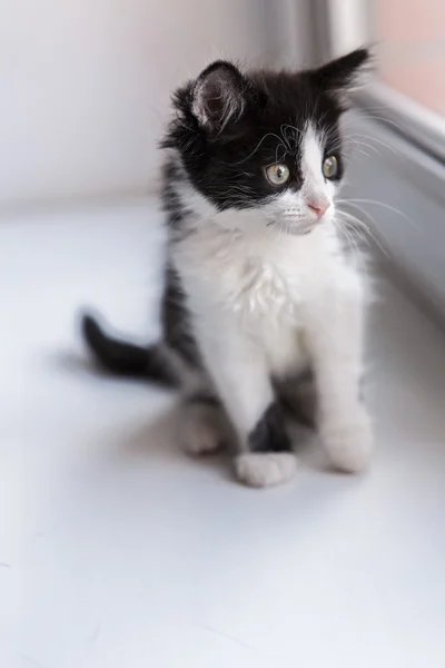 Retrato de um gato bonito gatinho — Fotografia de Stock