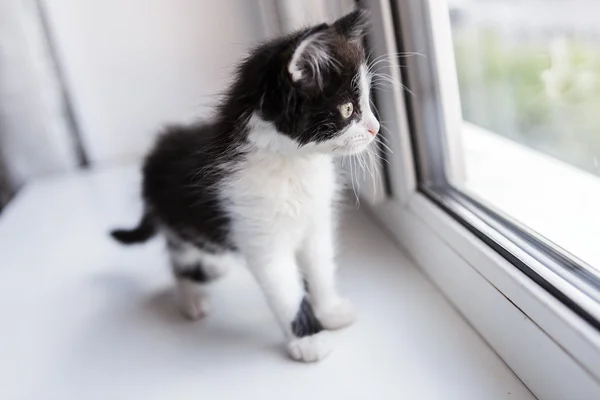 Retrato de un hermoso gatito gato — Foto de Stock