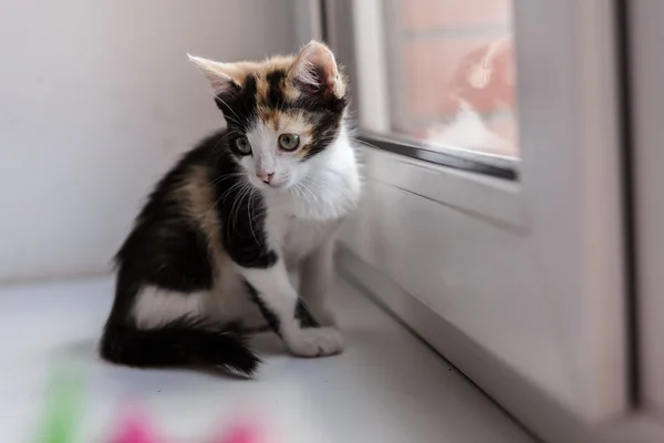 Retrato de un hermoso gatito gato —  Fotos de Stock