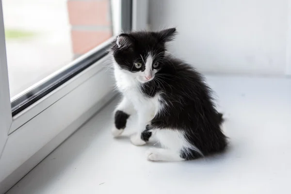 Πορτρέτο του μια όμορφη kitty γάτα — Φωτογραφία Αρχείου