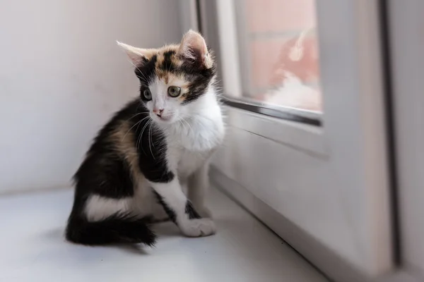 Retrato de um gato bonito gatinho — Fotografia de Stock