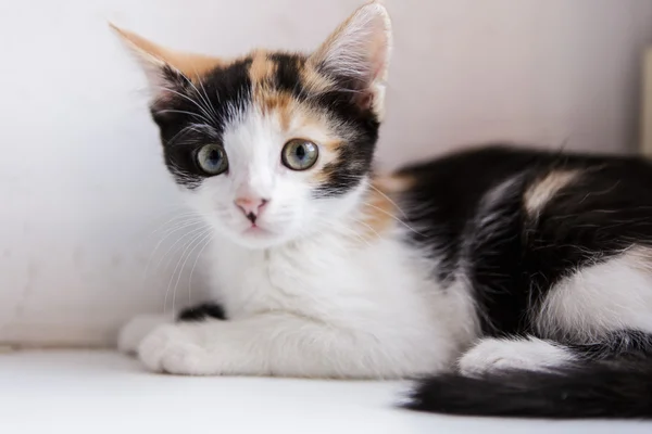 Retrato de un hermoso gatito gato — Foto de Stock