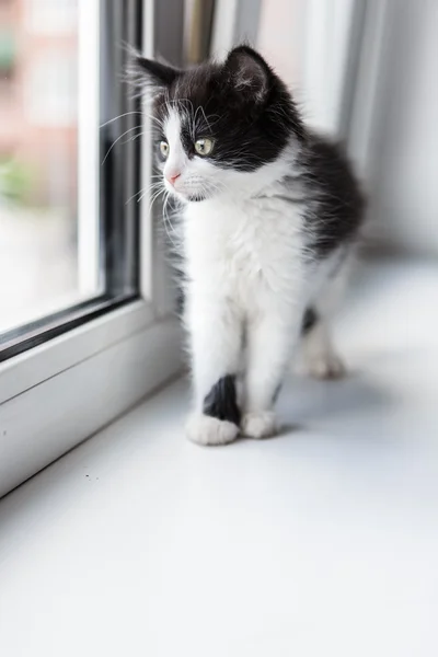 Retrato de un hermoso gatito gato Imagen De Stock