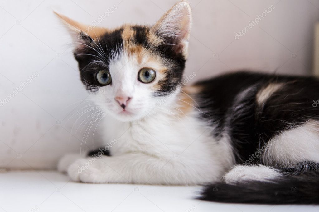 Petit Chaton Noir Et Blanc Avec Beaucoup De Chats Photographie Itutya C Petit Chaton Noir Et Blanc Avec Beaucoup De Chats Photographie Itutya C