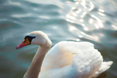 Polonya. Nehirde Yüzme Kuğu